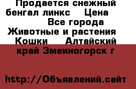 Продается снежный бенгал(линкс) › Цена ­ 25 000 - Все города Животные и растения » Кошки   . Алтайский край,Змеиногорск г.